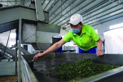 修文縣六屯鎮 以茶帶旅、以旅興茶、茶旅富民，譜寫鄉村振興新篇章