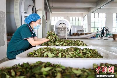 匠心精制，茶韻悠長——探訪貴州仁懷烏龍茶加工盛況