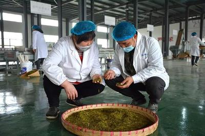 興仁 春茶飄香季，茶園開采忙