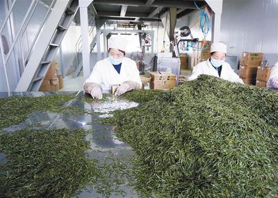 產學研融合，為茶葉加工“增色添香”