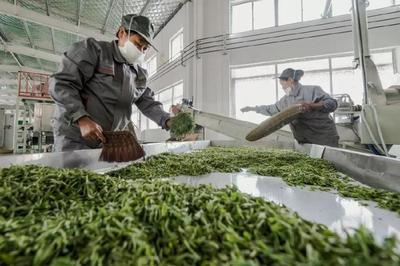 大湘西跨區(qū)域公用品牌“瀟湘茶”的橫空出世 一場茶葉加工的變革與新生