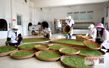 竹山“庸國翠”茶葉產(chǎn)業(yè)合作社開園產(chǎn)茶，引領(lǐng)茶葉加工新篇章