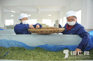 新寨生態(tài)茶葉園 以茶興業(yè)，助力鄉(xiāng)村振興