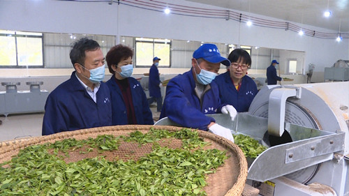 白石千車嶺茶業(yè)公司黃茶入選國家農(nóng)業(yè)標(biāo)準(zhǔn)化試點(diǎn)示范項(xiàng)目，引領(lǐng)茶葉加工新高度
